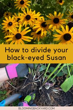 how to divide your black - eyed susan from other plants in the garden with gardening tools