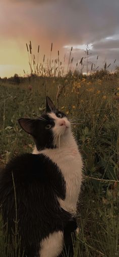 a black and white cat sitting on top of a lush green field under a cloudy sky