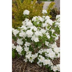 white flowers are blooming in the garden