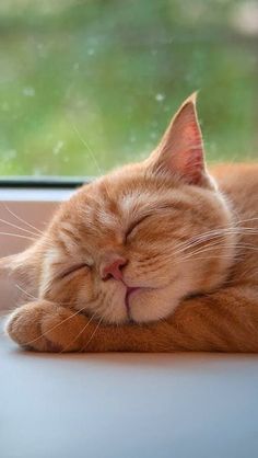 an orange cat sleeping on top of a window sill