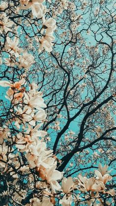 white flowers are blooming on the branches of trees in front of blue sky with no leaves