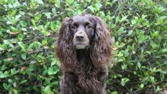 a brown dog sitting on top of a grass covered field next to bushes and trees