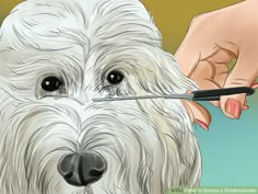 a white dog being cut by someone with scissors