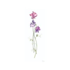 an image of purple flowers on a white background