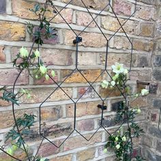 some white flowers are growing on the side of a brick wall in front of a potted plant