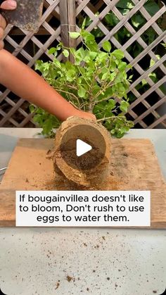 Garden Flowers on Instagram: "Bougainvillea care tips #garden #gardening #plants #planting #planthacks #gardenhacks #gardeningmakemehappy #gardeningtips #gardeningideas #gardeninspiration #gardenlove" Grafting Bougainvillea, Greek Bougainvillea, Bougainvillea Purple, Greece Flowers Bougainvillea, Barbara Karst Bougainvillea Plants, Garden Flowers