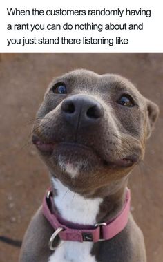 a dog looking up at the camera with its mouth open and tongue out, saying i'm happy and i know it