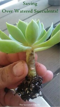 a person holding a small plant with dirt on it's end and the words saving over watered succulents