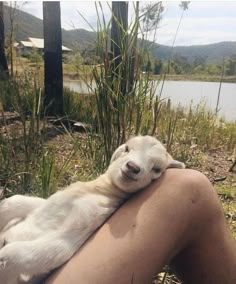 a person holding a baby goat on their arm in front of some water and grass