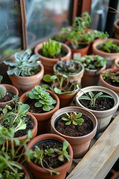 Plant Swap: How to Organize and What to Know Selling Plants From Home, Dry Bar Ideas, Plant Swap, Selling Plants, Coastal Office, Tips For Organizing, Green World, Country Christmas Decorations