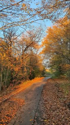 a dirt road surrounded by trees and leaves