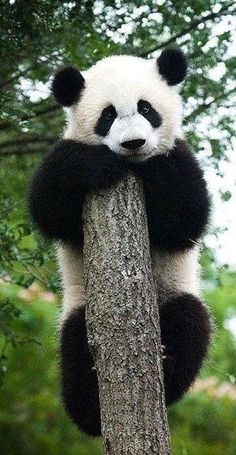 a panda bear is sitting on top of a tree and has his head over the trunk