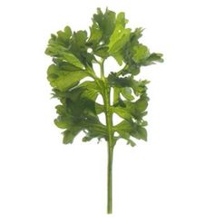 a green leafy plant on a white background