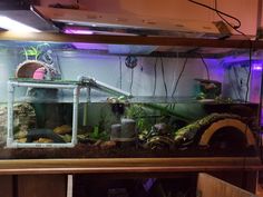 a fish tank filled with lots of different types of plants and animals on top of a wooden shelf