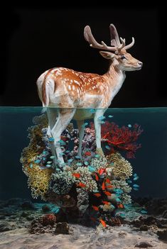 a deer standing on top of a coral reef