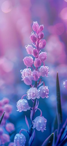 purple flowers with water droplets on them in front of bright blue and pink lightening