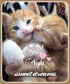 two kittens are cuddling together with the caption good night sweet dreams above them