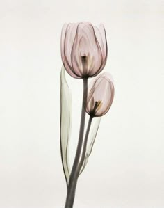 three pink flowers are shown in front of a white background with the words,'tulip