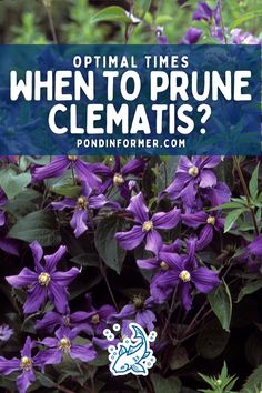 Pruning Clematis, When To Prune Clematis Vines, Perennial Garden Plans