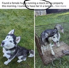 two dogs sitting in a cage on the grass and one is looking at the camera