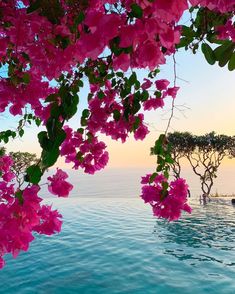 pink flowers hanging over the edge of a swimming pool with people in it at sunset