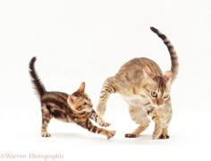 two kittens playing with each other on a white background in front of the camera