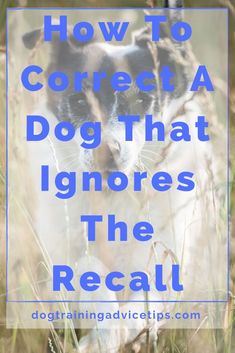 a black and white dog in tall grass with the words how to correct a dog that ignores the recall