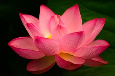 a pink lotus flower with green leaves in the backgroung, close up