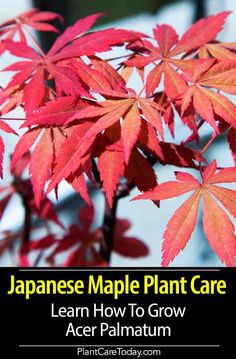 japanese maple plant care learn how to grow acer palmaum