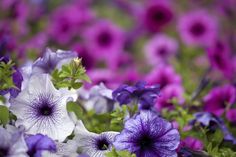 purple and white petunias blooming in a garden