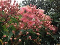 pink flowers are blooming on the branches of trees