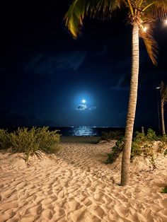 a palm tree on the beach at night with full moon in the sky behind it