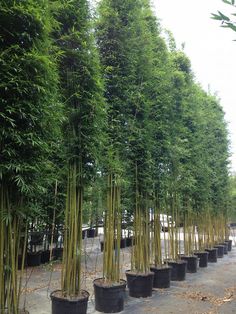 several rows of bamboo trees in black pots