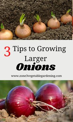 onions growing in the ground with text overlay that reads 3 tips to growing larger onions