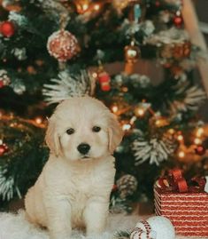 a small white dog sitting in front of a christmas tree