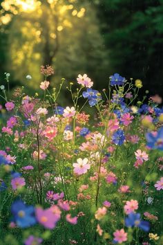 colorful wildflowers and daisies in a field with the sun shining through the trees