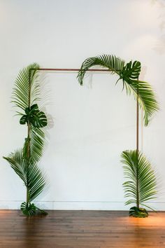 two palm trees in front of a white wall with wooden flooring and wood floors