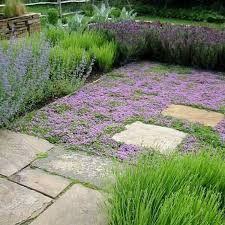 a garden filled with lots of purple flowers