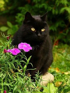 a black cat sitting on top of a rock next to flowers