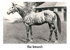 a black and white photo of a horse in front of a barn with the words the terrarch on it