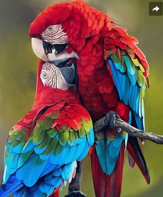 two colorful parrots sitting on top of a tree branch next to eachother