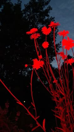 red flowers lit up at night in the dark with trees and sky behind them on a cloudy day