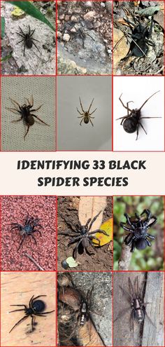 the cover of identifying 3 black spider species, with pictures of different types and colors