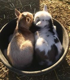 two baby goats are in a black bowl