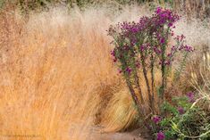 purple flowers are growing in the middle of tall brown grass and shrubbery behind them