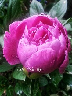 a pink flower with water droplets on it