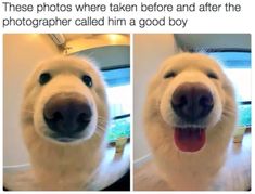 two pictures of a dog's face with the caption that reads, these photos were taken before and after the photographer called him a good boy