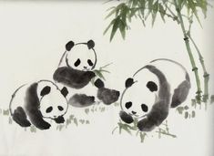 three pandas are sitting on the ground and eating bamboo leaves in front of them