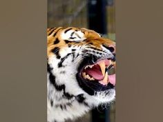 a close up of a tiger with its mouth open