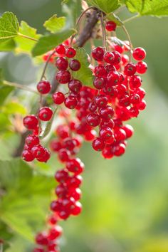 some red berries hanging from a tree with green leaves